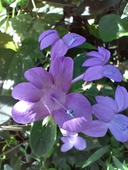 Barleria cristata