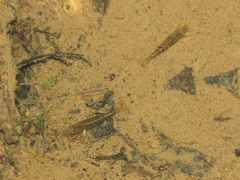 Caridina