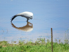 Anthropoides paradiseus