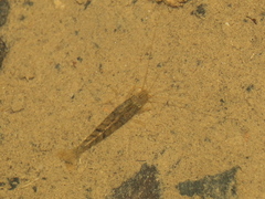 Caridina