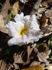 Tabebuia