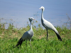 Anthropoides paradiseus