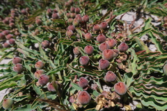 Euphorbia tuberosa