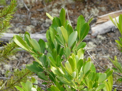 Salix humilis