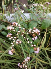 Cyrtocymura scorpioides