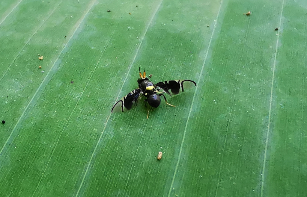 Hoplandromyia antelopa