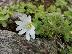 Cerastium uniflorum