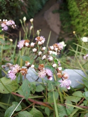 Cyrtocymura scorpioides
