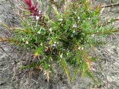 Muraltia ericifolia