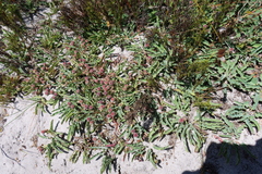 Euphorbia tuberosa