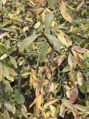 Prunus spinosa