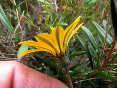 Gazania