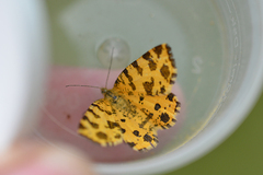 Pseudopanthera macularia