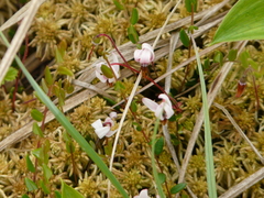 Vaccinium oxycoccos