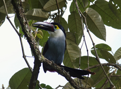 Andigena nigrirostris