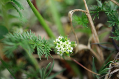 Chaerophyllum nanhuense