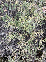 Prunus spinosa