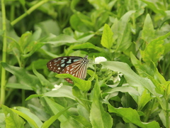 Ideopsis similis