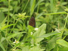 Euploea tulliolus koxinga