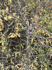 Prunus spinosa