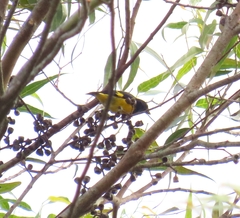 Spinus xanthogastrus