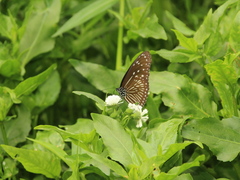Euploea mulciber barsine