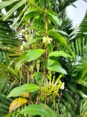 Mesechites trifidus
