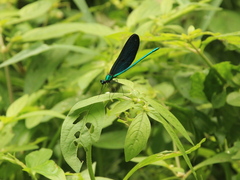 Matrona cyanoptera
