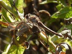 Sympetrum striolatum