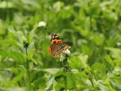 Vanessa indica indica
