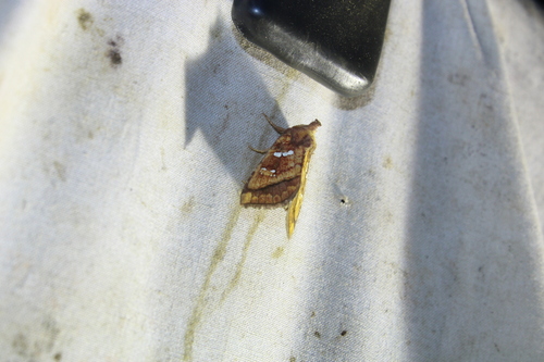 Bracken Borer Moth photo 3