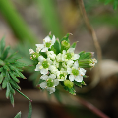 Chaerophyllum nanhuense