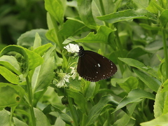 Euploea tulliolus koxinga