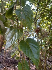 Cissus verticillata
