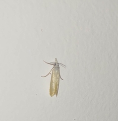 Scirpophaga