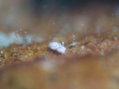Verconia simplex