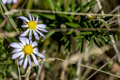Ionactis linariifolia