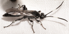 Cratichneumon viator