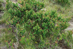 Berberis morrisonensis