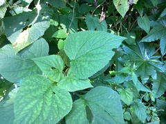 Ageratina petiolaris