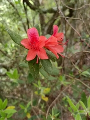 Rhododendron oldhamii