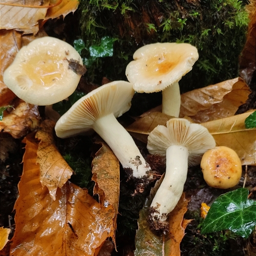 Russula fellea (Fr.) Fr.