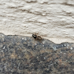 Nimbus contaminatus