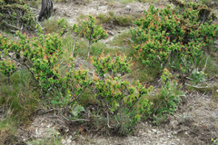 Berberis morrisonensis