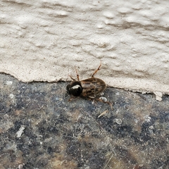 Nimbus contaminatus