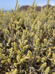 Anabasis articulata