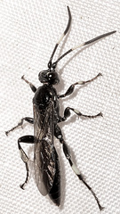 Cratichneumon viator