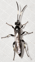 Cratichneumon viator