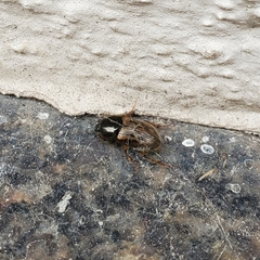 Nimbus contaminatus