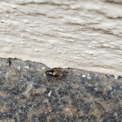 Nimbus contaminatus